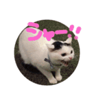 ねこちゃんずの日常会話（個別スタンプ：3）