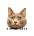 ねこちゃんずの日常会話（個別スタンプ：4）