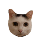 ねこちゃんずの日常会話（個別スタンプ：5）