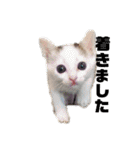 ねこちゃんずの日常会話（個別スタンプ：6）