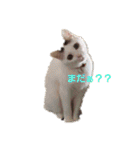 ねこちゃんずの日常会話（個別スタンプ：7）