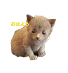ねこちゃんずの日常会話（個別スタンプ：9）