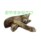 ねこちゃんずの日常会話（個別スタンプ：10）