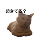 ねこちゃんずの日常会話（個別スタンプ：11）