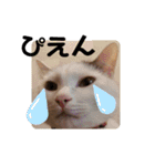 ねこちゃんずの日常会話（個別スタンプ：12）