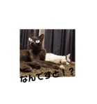ねこちゃんずの日常会話（個別スタンプ：13）