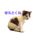 ねこちゃんずの日常会話（個別スタンプ：14）