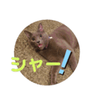 ねこちゃんずの日常会話（個別スタンプ：15）