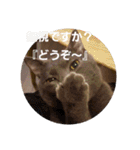 ねこちゃんずの日常会話（個別スタンプ：16）