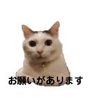 ねこちゃんずの日常会話（個別スタンプ：17）