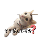 ねこちゃんずの日常会話（個別スタンプ：18）