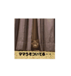ねこちゃんずの日常会話（個別スタンプ：20）