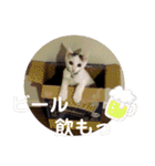 ねこちゃんずの日常会話（個別スタンプ：21）