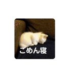 ねこちゃんずの日常会話（個別スタンプ：22）