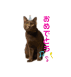 ねこちゃんずの日常会話（個別スタンプ：23）
