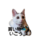 ねこちゃんずの日常会話（個別スタンプ：26）