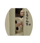 ねこちゃんずの日常会話（個別スタンプ：27）