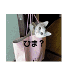 ねこちゃんずの日常会話（個別スタンプ：28）