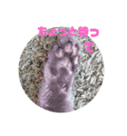 ねこちゃんずの日常会話（個別スタンプ：29）