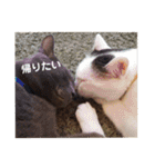 ねこちゃんずの日常会話（個別スタンプ：30）
