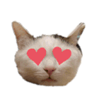 ねこちゃんずの日常会話（個別スタンプ：32）