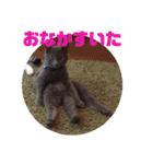 ねこちゃんずの日常会話（個別スタンプ：33）