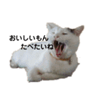 ねこちゃんずの日常会話（個別スタンプ：34）