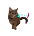 ねこちゃんずの日常会話（個別スタンプ：35）