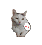 ねこちゃんずの日常会話（個別スタンプ：36）