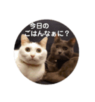 ねこちゃんずの日常会話（個別スタンプ：39）