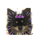愛犬いちごさん（個別スタンプ：1）