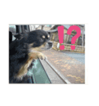 愛犬いちごさん（個別スタンプ：3）