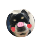 愛犬いちごさん（個別スタンプ：6）