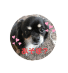 愛犬いちごさん（個別スタンプ：7）
