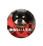 愛犬いちごさん（個別スタンプ：9）