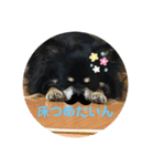 愛犬いちごさん（個別スタンプ：10）