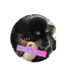 愛犬いちごさん（個別スタンプ：12）