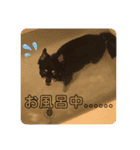 愛犬いちごさん（個別スタンプ：13）