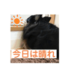 愛犬いちごさん（個別スタンプ：14）