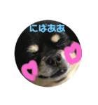愛犬いちごさん（個別スタンプ：16）