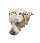 ラブラドールのアニー (改)（個別スタンプ：9）
