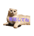 白ネコの日常にゃ（個別スタンプ：4）