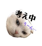 白ネコの日常にゃ（個別スタンプ：16）