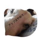 新 大好きな人に送る言葉（個別スタンプ：21）