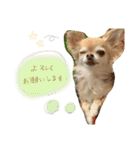 てぃあらちゃんスタンプ2（個別スタンプ：14）