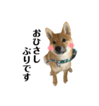 柴犬こうめスタンプ2（個別スタンプ：1）