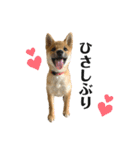 柴犬こうめスタンプ2（個別スタンプ：2）