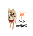 柴犬こうめスタンプ2（個別スタンプ：3）