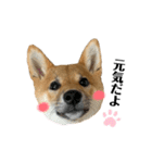 柴犬こうめスタンプ2（個別スタンプ：6）