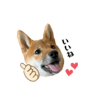 柴犬こうめスタンプ2（個別スタンプ：7）